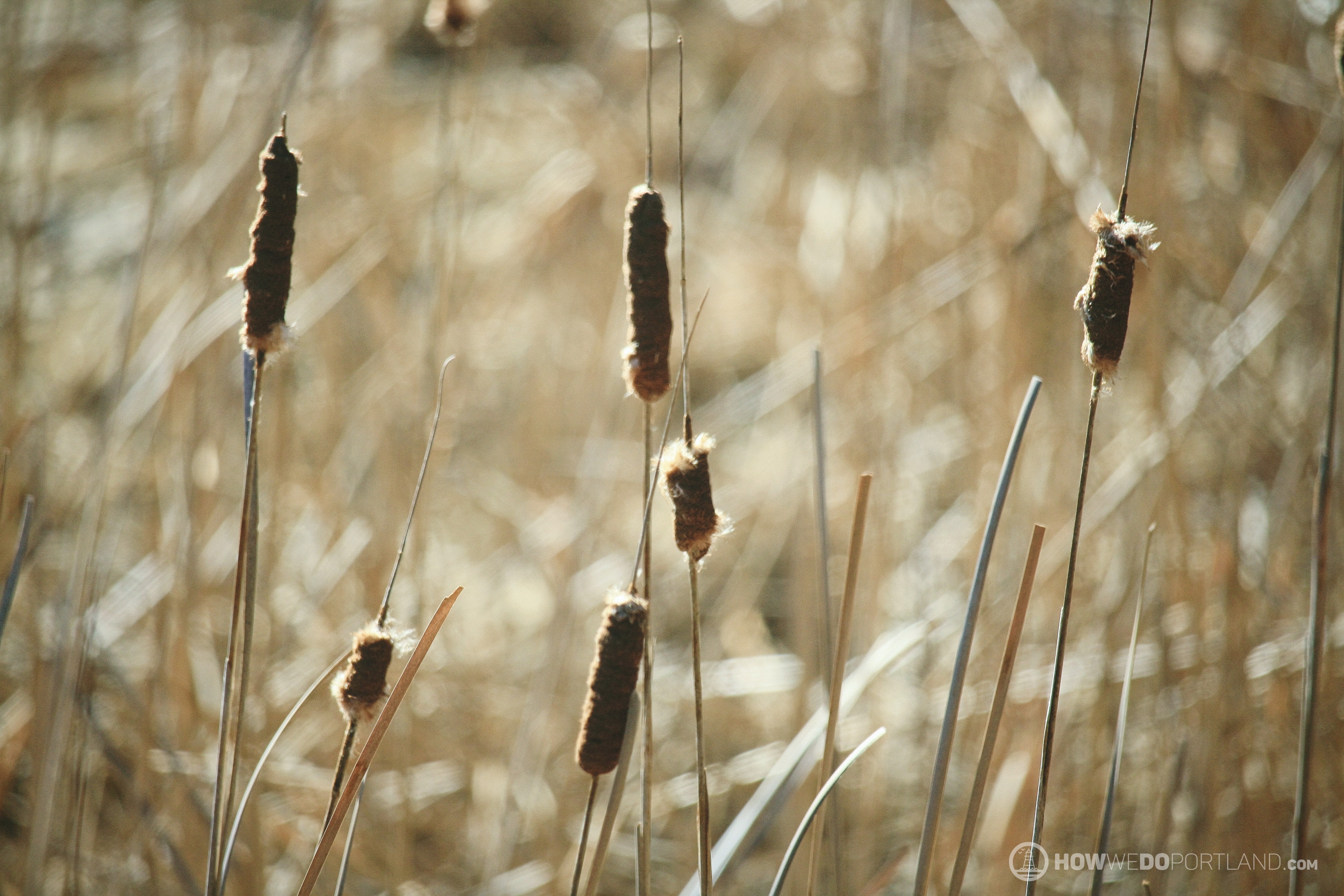 Marshes along Forest City Trail-Stroudwater