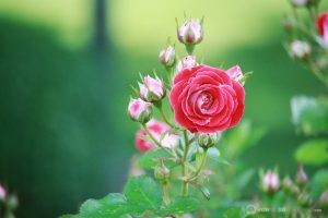 Deering Oaks Rose Garden: Blooming