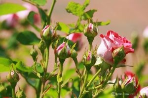Deering Oaks Rose Garden: Cluster of Pink Buds