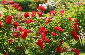 Deering Oaks Rose Garden: in full bloom
