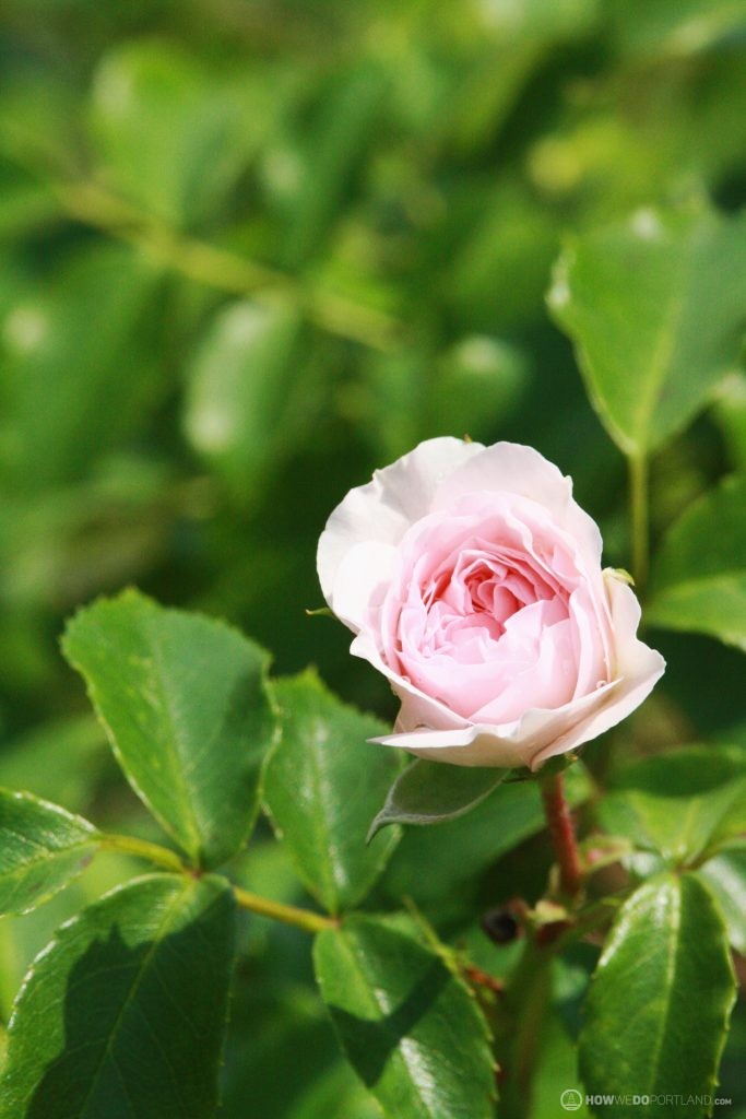 Rose Garden in Deering Oaks Park