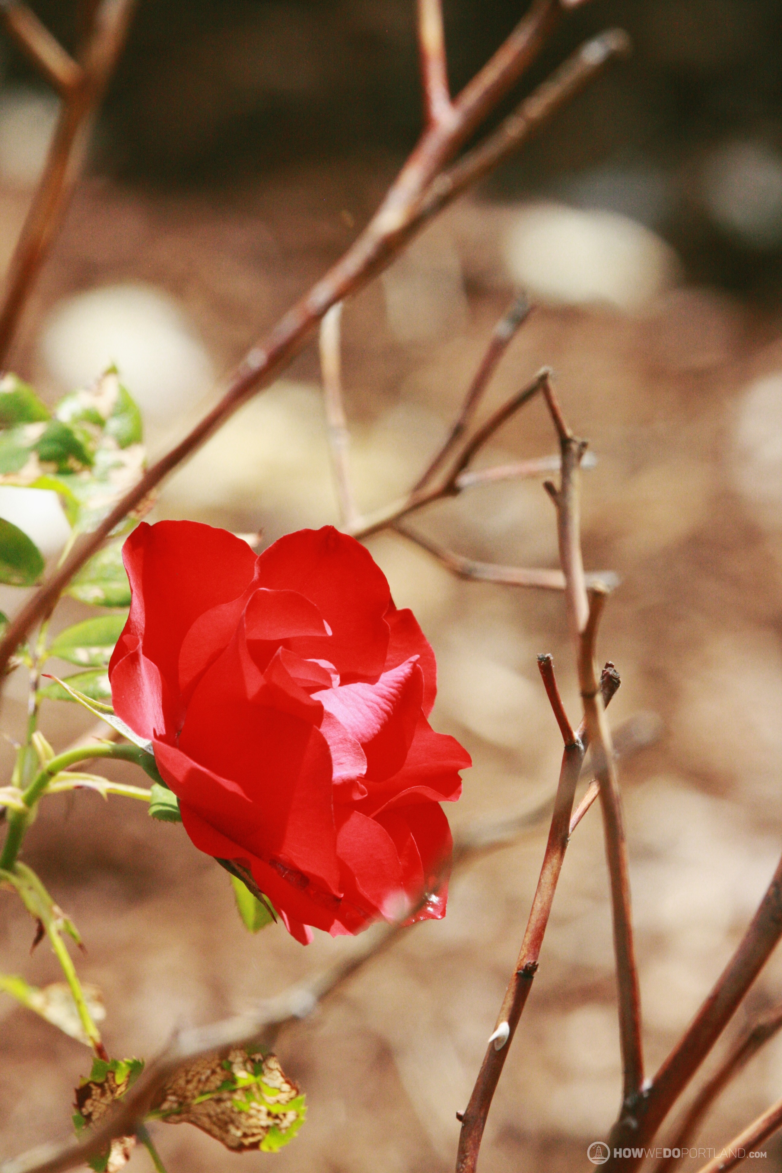 Rose Garden in Deering Oaks Park is Worth the Visit