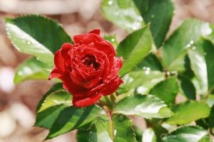 Deering Oaks Rose Garden: Rich Red & Dewy