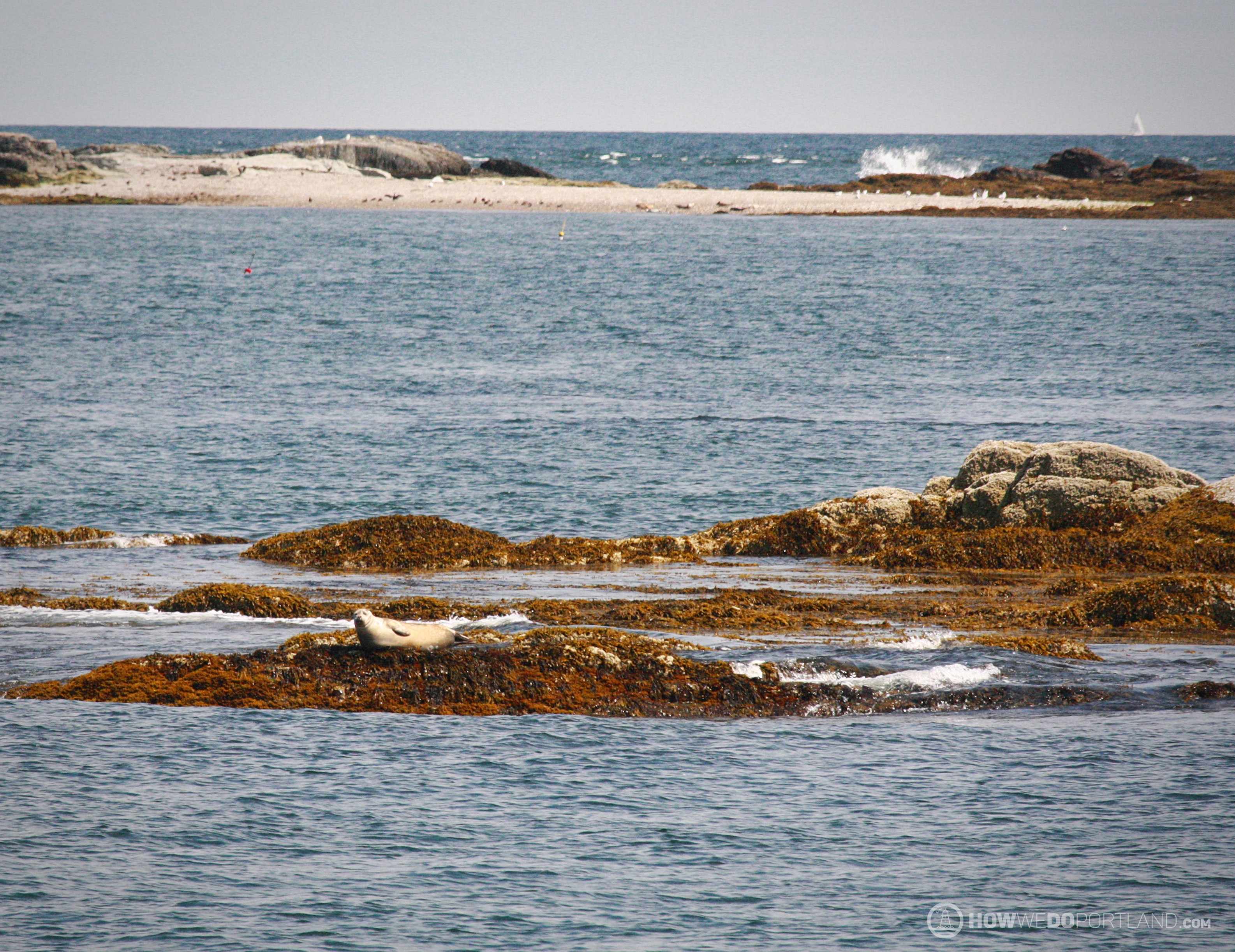 Seal Sunbathing on Casco Bay